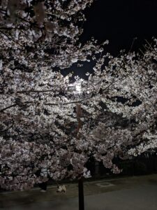 夜桜